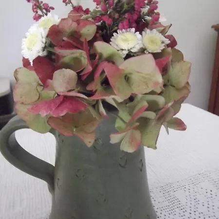 Tulipanos Vendeghaz *