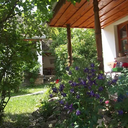Tulipanos Vendeghaz * Obanya